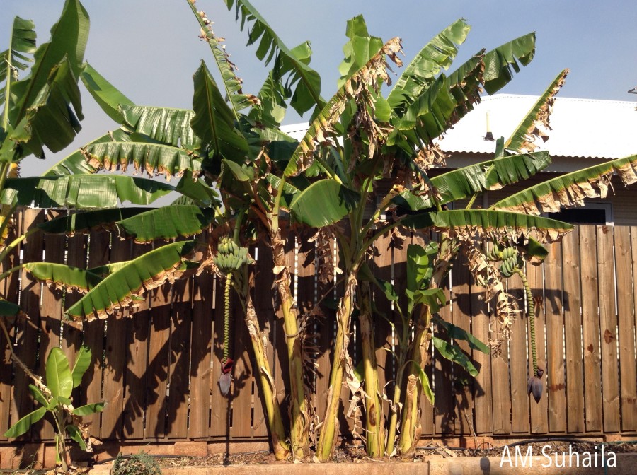 Beautiful Banana tree within Derby's residential vicinity