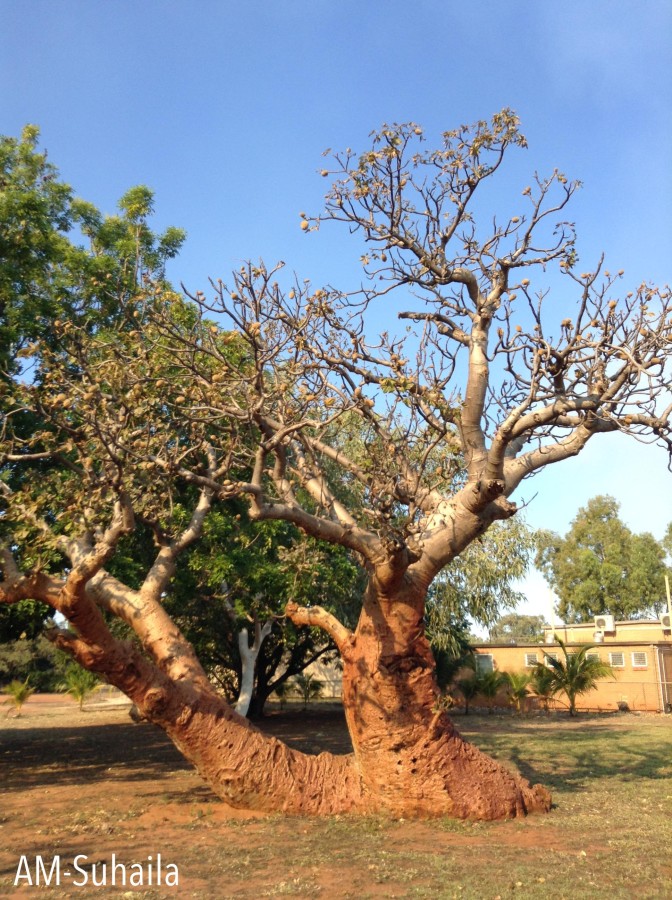 Another beautiful Boab